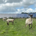 Stejný výkon na třetině plochy. Greenbuddies modernizují solární park v Německu